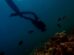 Into the Blue The Thrill of Sport Scuba Diving